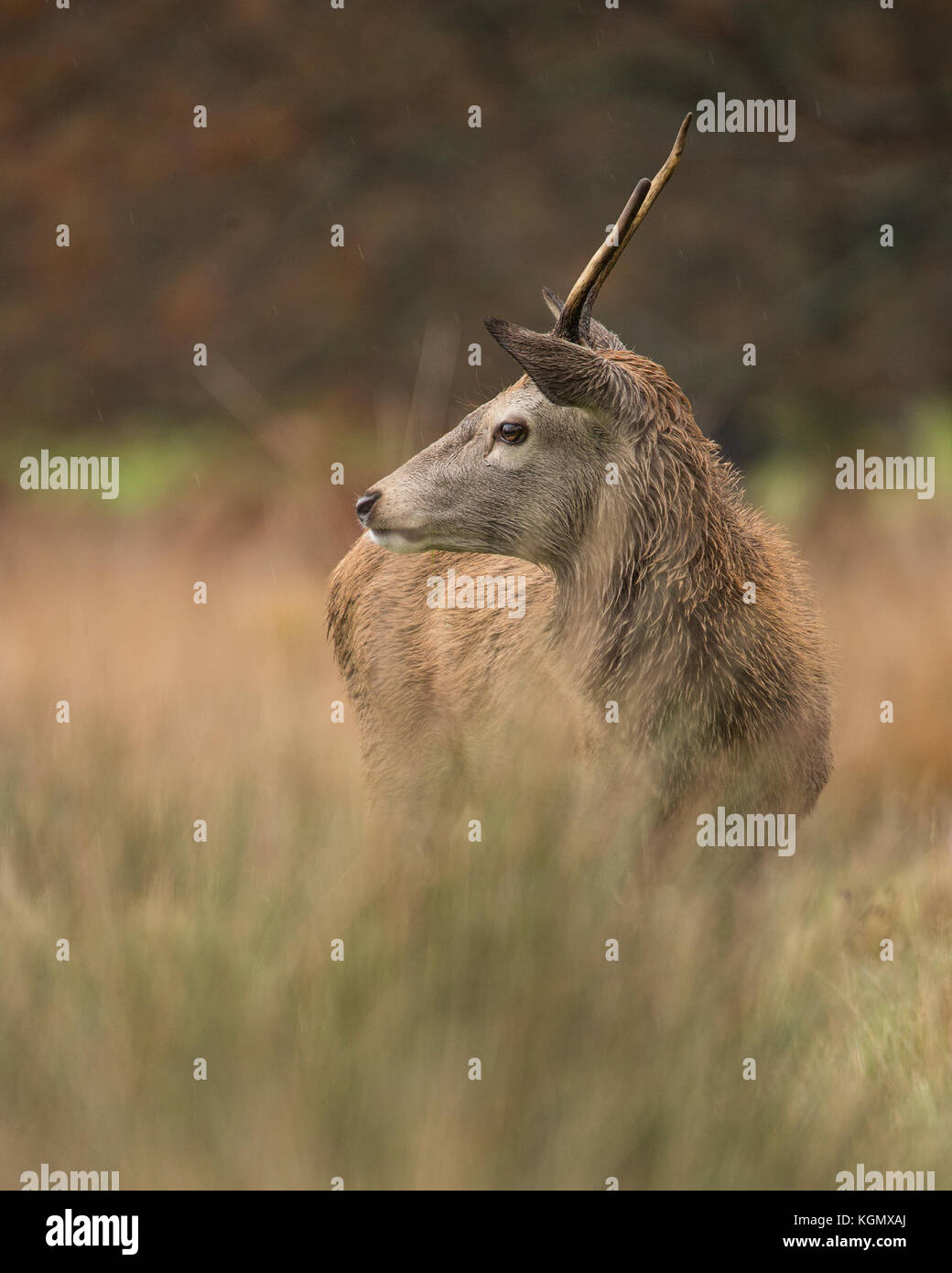 Hirsche im Herbst Furche am Richmond Deer Park in South West London Stockfoto