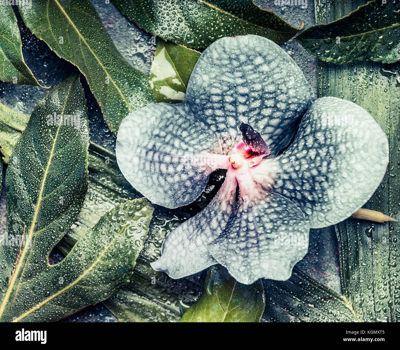 Blaue Orchidee Blumen auf kreativen tropische Natur Hintergrund mit verschiedenen Palmen und Dschungel Blätter, Ansicht von oben. exotische Pflanzen Konzept Stockfoto