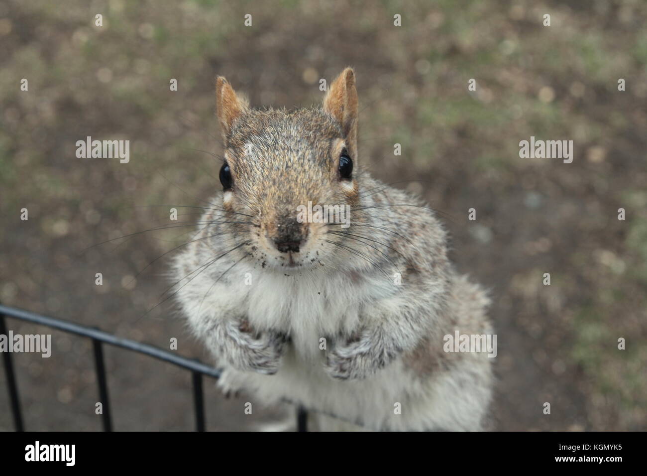 Porträt einer Eichhörnchen im Central Park, New York. Stockfoto