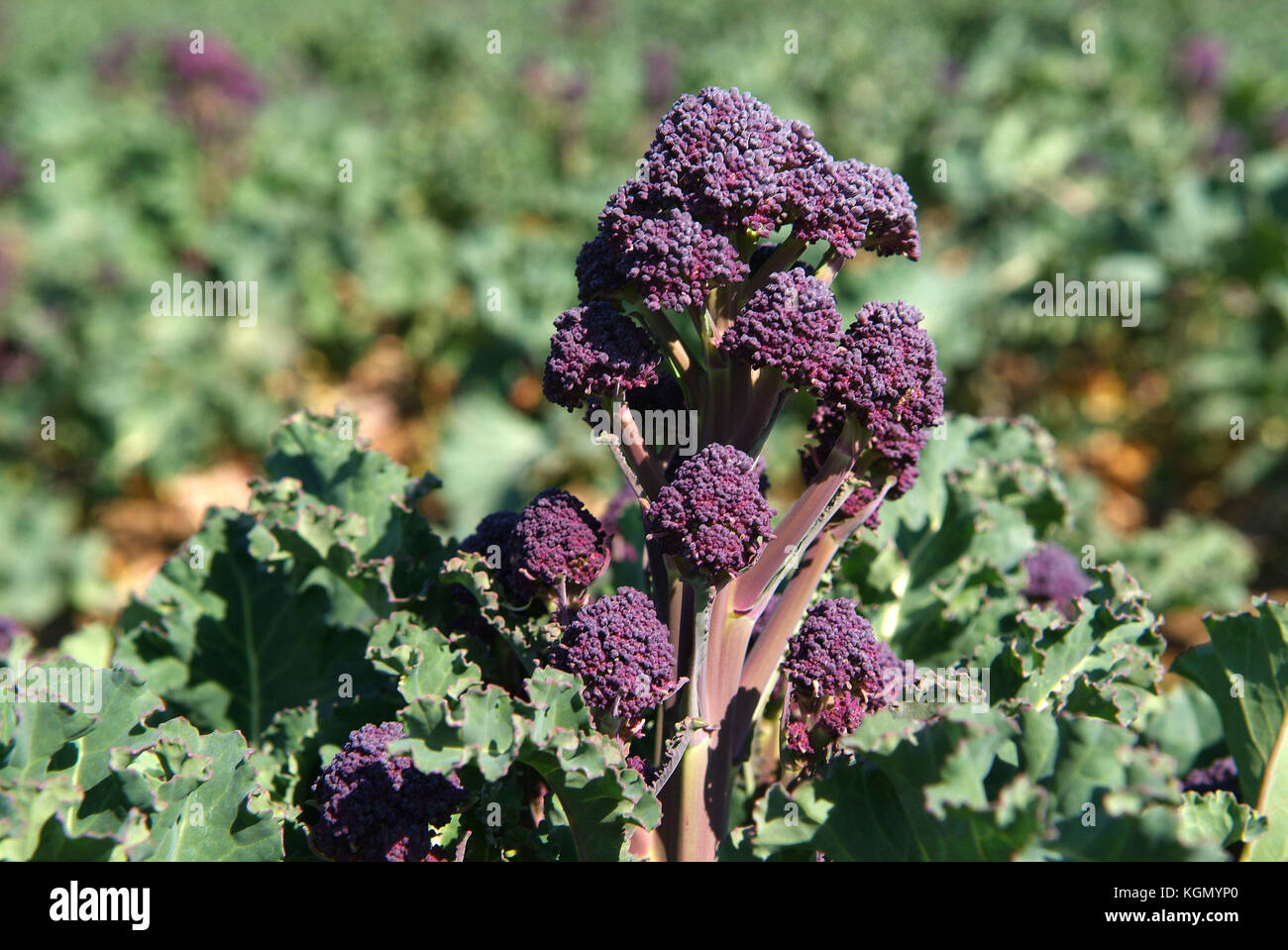 Riverford Feld Küche, Totnes, Devonshire, mit Chef Jane Baxter, das Restaurant, Kommissionierung Rhabarber, Purple sprouting Brokkoli wachsende im Bereich, Stockfoto