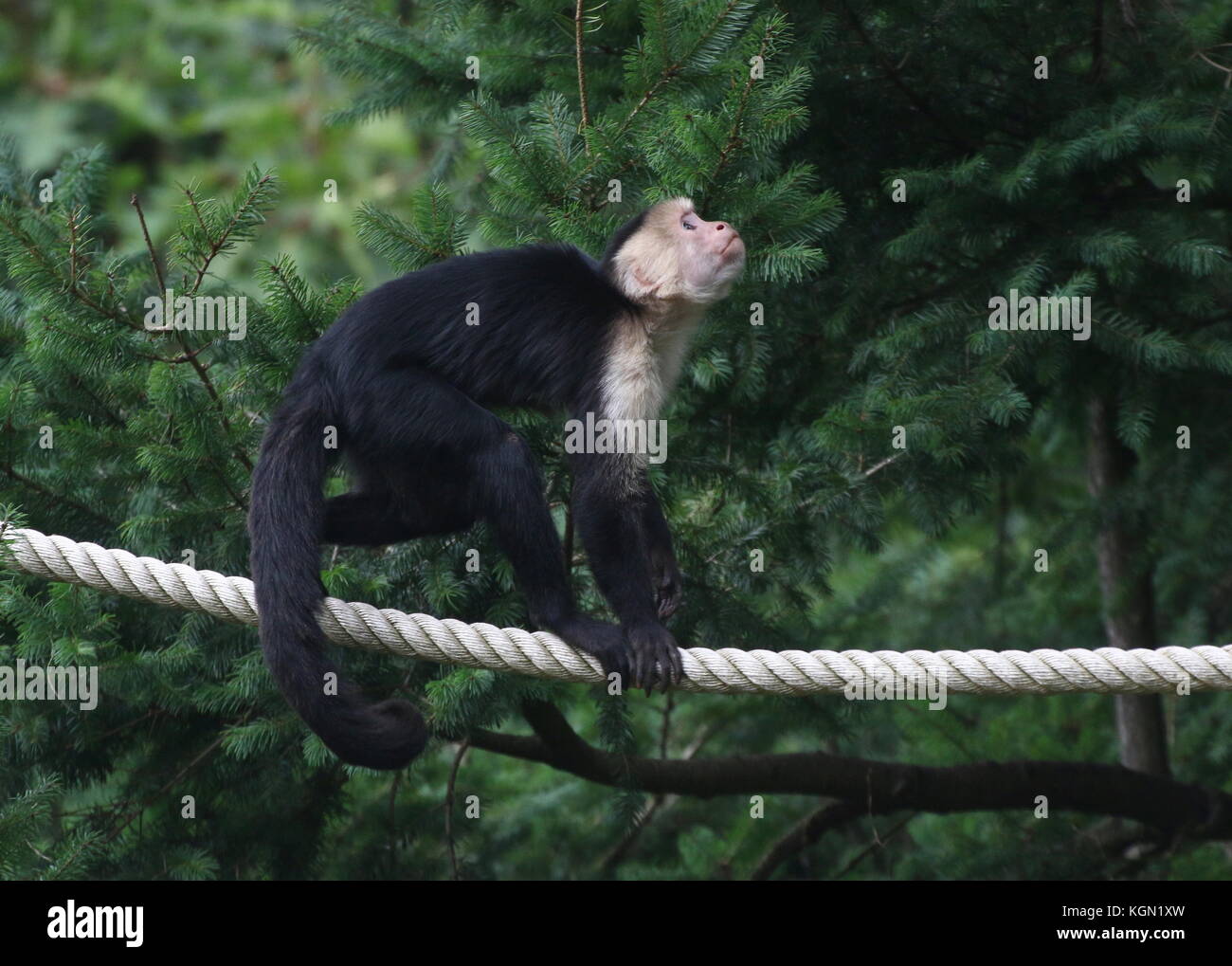 Zentrale Amerikanische Weiß vorangegangen Kapuziner Affen (Cebus capucinus) Blancing auf einem Seil. Stockfoto