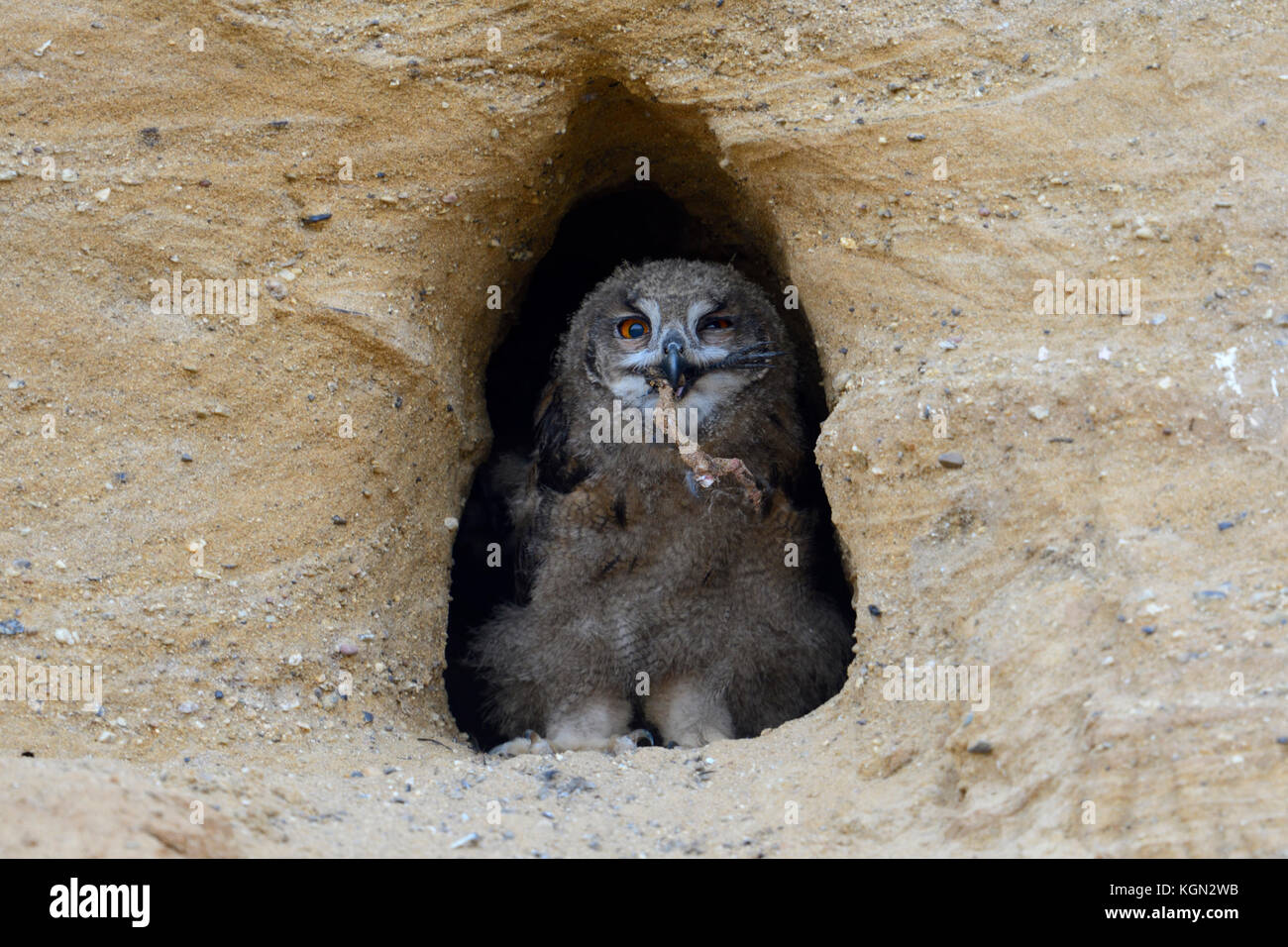 Uhu/europäischer Uhu (Bubo bubo), Küken, steht im Eingang von seinem Nest Burrow, Fütterung auf einem Raben Claw, Wildlife, Europa. Stockfoto