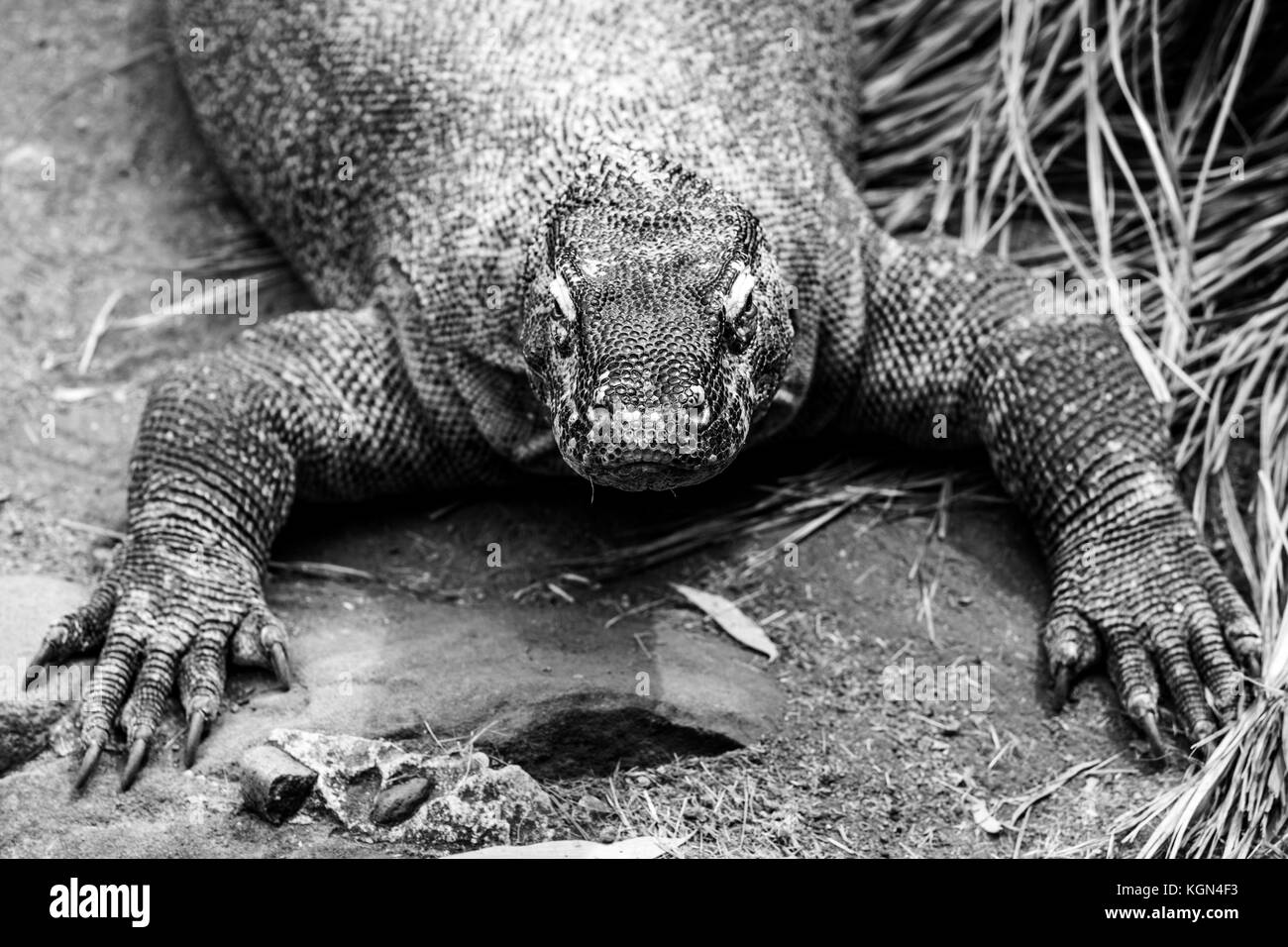 Extreme Nahaufnahme von Komodo Dragon Lizard in Schwarz und Weiß Stockfoto