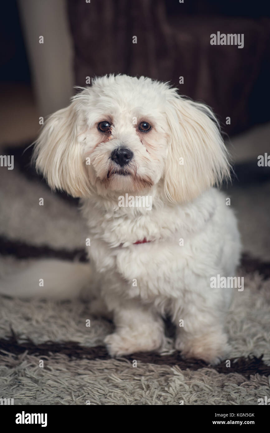 Junge weiße Malteser Hund zu Hause mit den traurigen Augen Stockfoto
