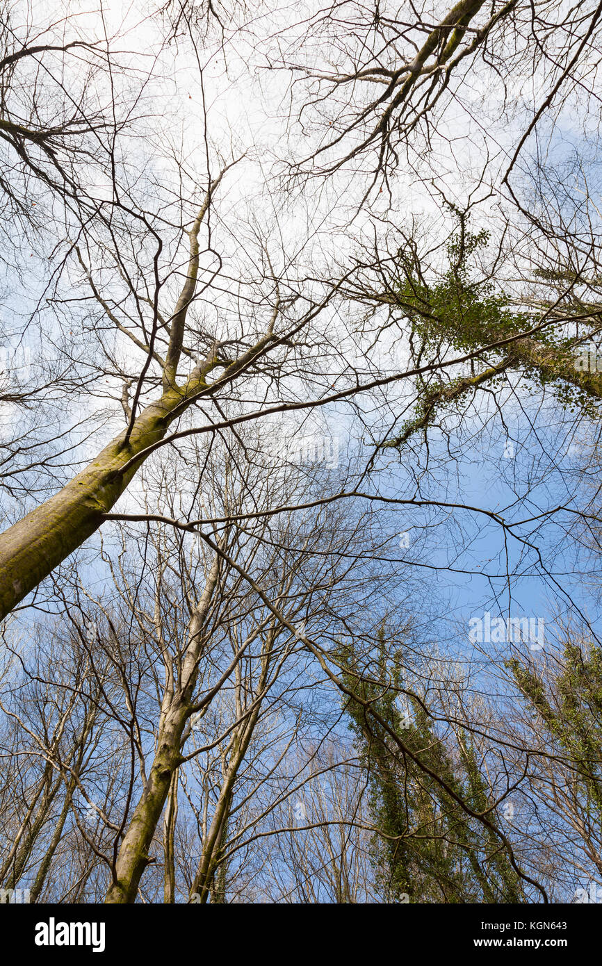 Blick auf den Wald im Fforest Fawr, Tongwynlais, Cardiff, Wales, Großbritannien Stockfoto