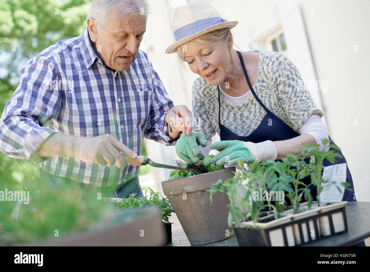 Senior paar Pflanzen Kräuter im Topf Stockfoto