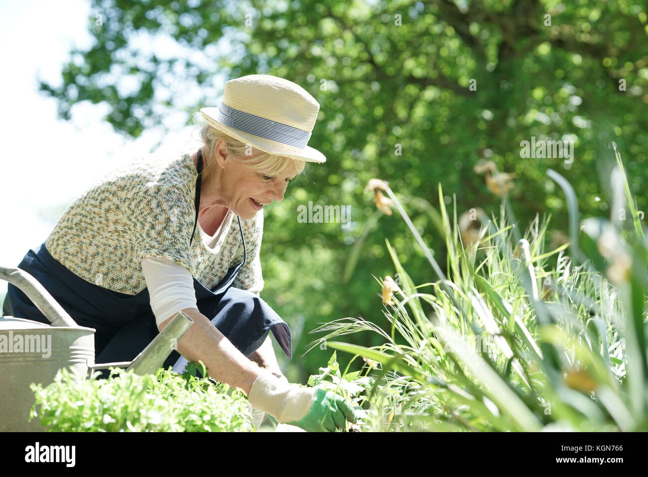 Ältere Frau im Garten arbeiten auf schönen Frühlingstag Stockfoto