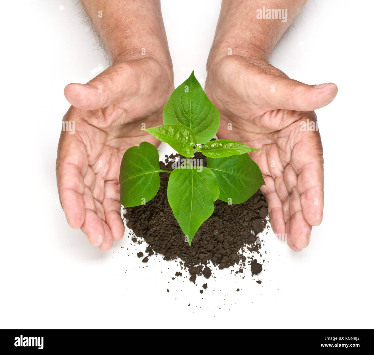 Menschliche Hände halten Grüne kleine Pflanze neues Leben Konzept. Stockfoto