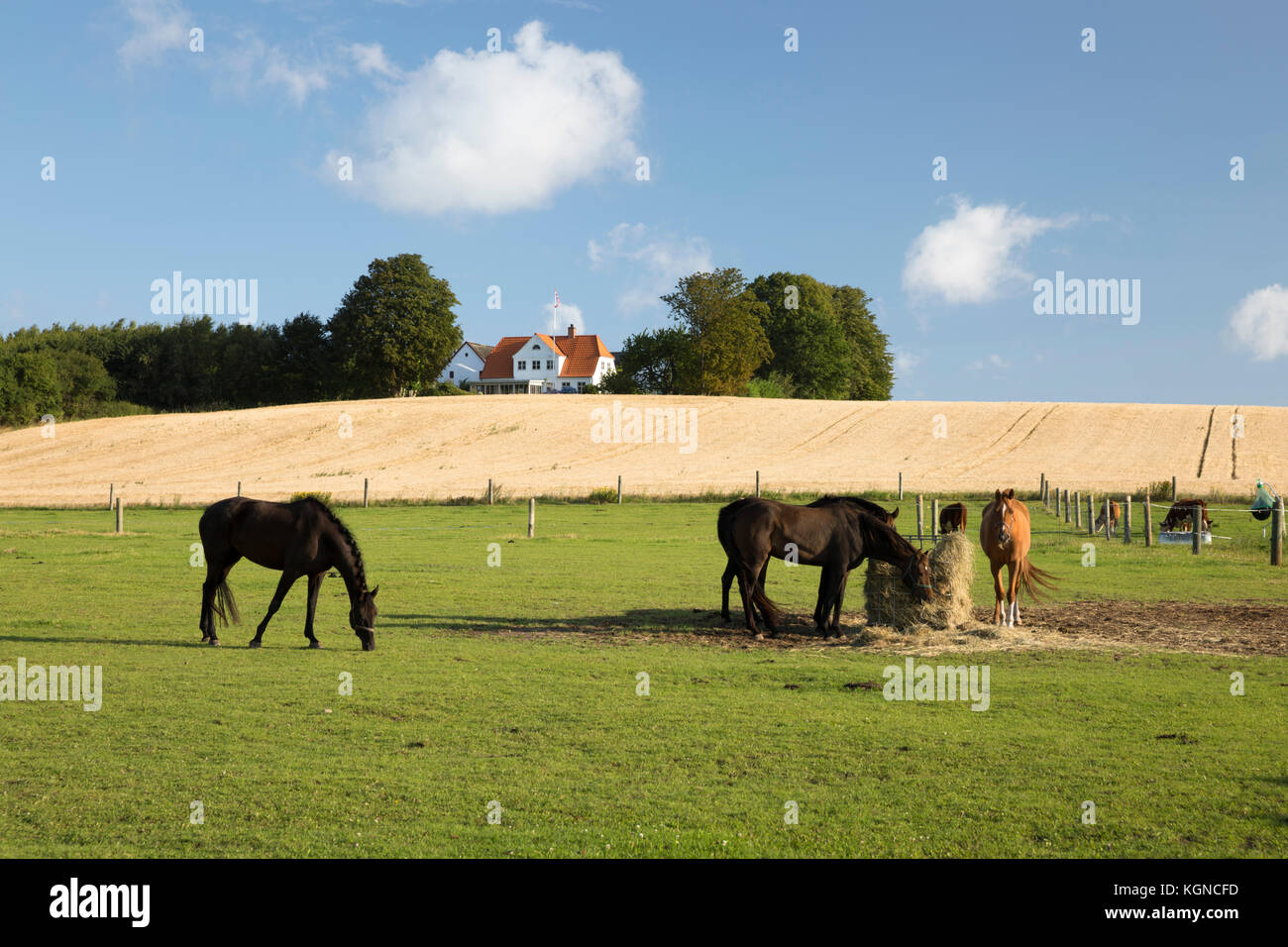 Dänische Bauernhaus mit Weizenfeld und weidende Pferde im Vordergrund, Munkerup, Seeland, Dänemark, Europa Stockfoto