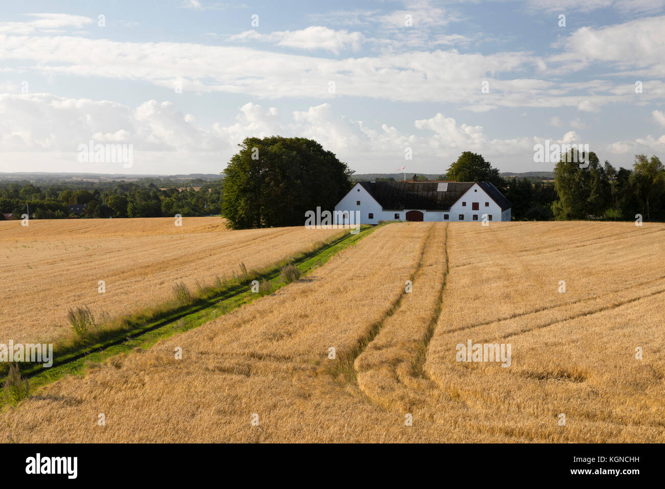 Strecke durch das Feld der Goldenen Gerste zum dänischen Stil Scheune, Munkerup, Seeland, Dänemark, Europa Stockfoto