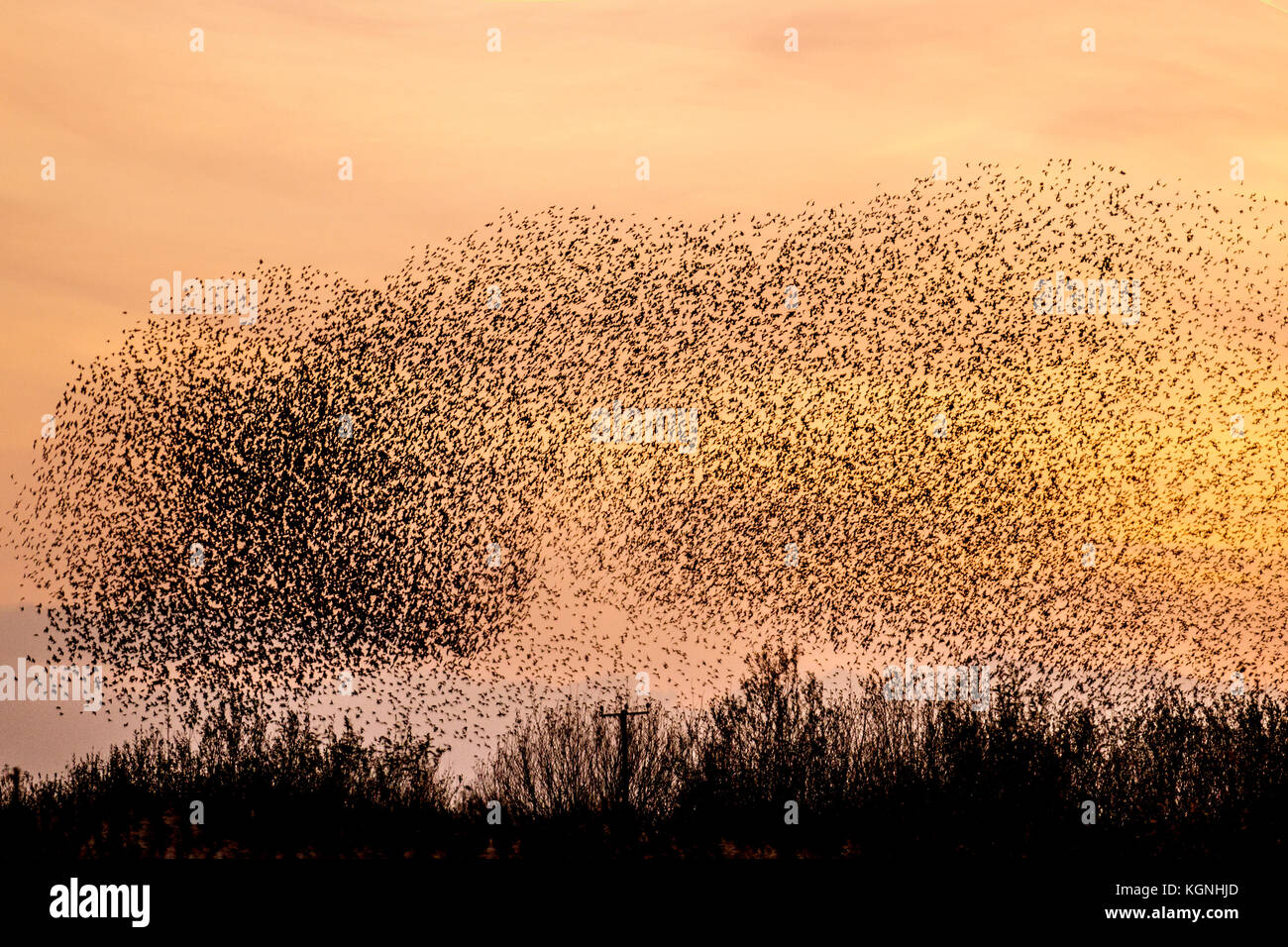 Ein spektakulärer Sonnenuntergang starling Flug, Erfassung und Gruppierungen, mit Silhouette Gruppen fliegen Beflockung, mumurate über Martin bloße Naturschutzgebiet bei Sonnenuntergang. Stare in Gruppe Migration, Silhouette, wirbelnden Formationsflug, Herden, Schwarm, wilde Vögel fliegen Formen als schätzungsweise 50 tausend Stare im Herbst Himmel. Das Geräusch oder Rattern mumuration zwischen der großen Zahl von Vögeln, wie sie fliegen, ist sehr intensiv und wird gedacht, Kommunikation als riesige Herden zu sein, die größte der letzten 12 Jahre gesehen, eine große Anzahl von Wildtieren Vogelbeobachter, Burscough, Großbritannien. Stockfoto