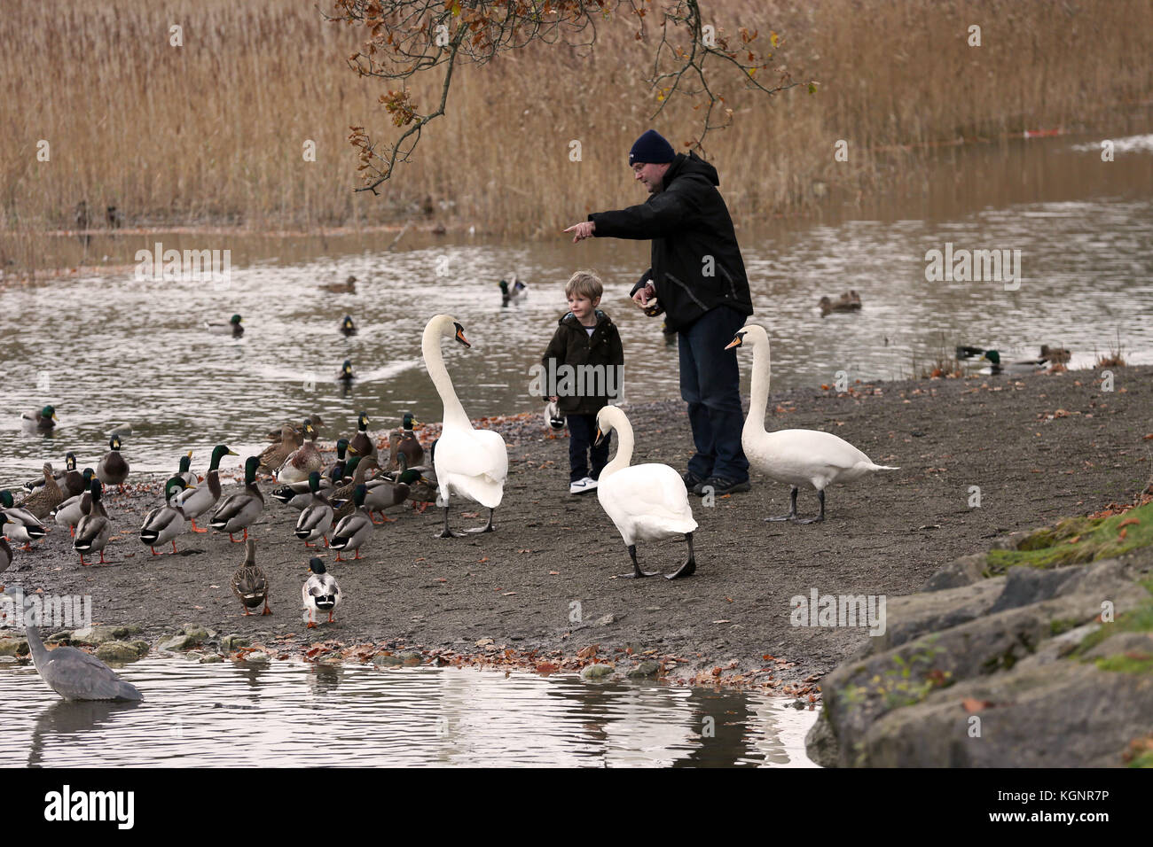 Co Laois, Irland. 10 Nov, 2017. oisin Carson (3) von athy, Co Kildare speist die Enten und Schwäne während einer Herbst Spaziergang mit seinem Vater, Niall, auf dem Gelände des Emo Court in co Laois, Irland. Credit: laura Hutton/alamy leben Nachrichten Stockfoto