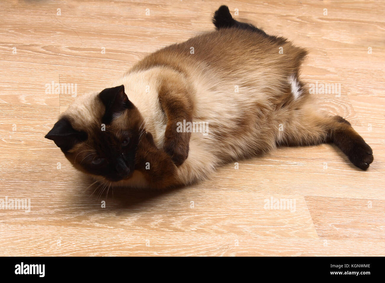 Siam oder Thai Katze lecken Pfote. Die Katze ist deaktiviert. Drei Pfoten, keine Gliedmaßen Stockfoto
