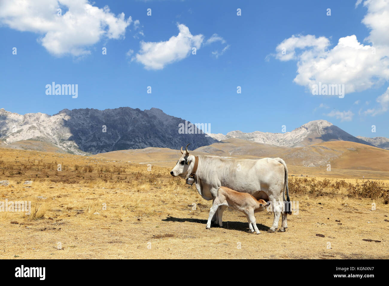 Grau Kuh und Kalb saugen Stockfoto