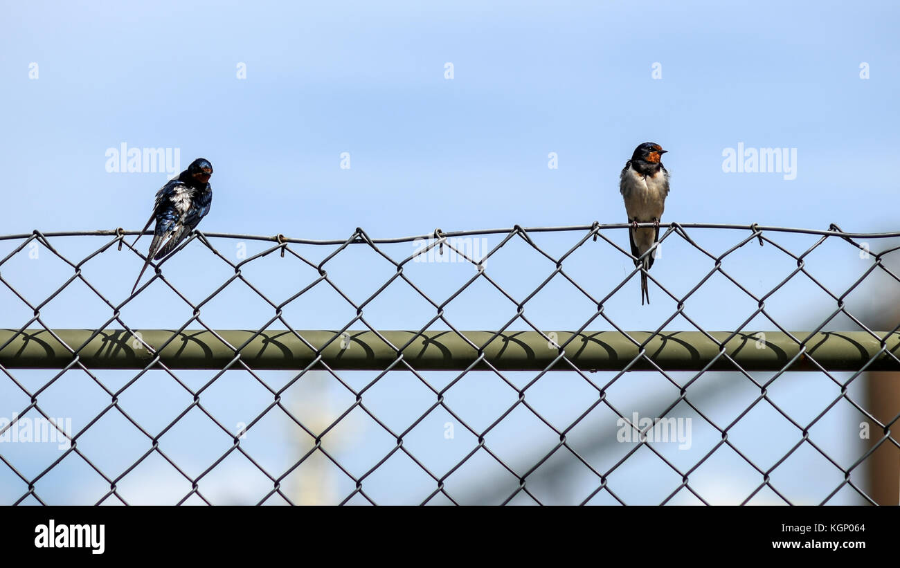 Wilde Vögel sitzen auf einem Zaun gegen den blauen Himmel. Stockfoto