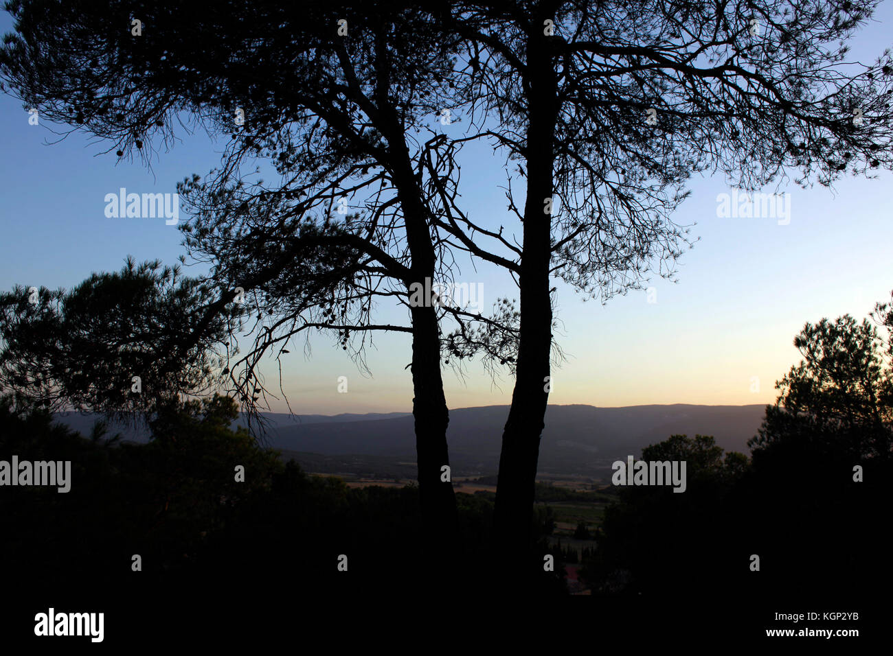 Sonnenuntergang mit Kiefern in der Region Conca de Barberà in Katalonien, Spanien. Stockfoto