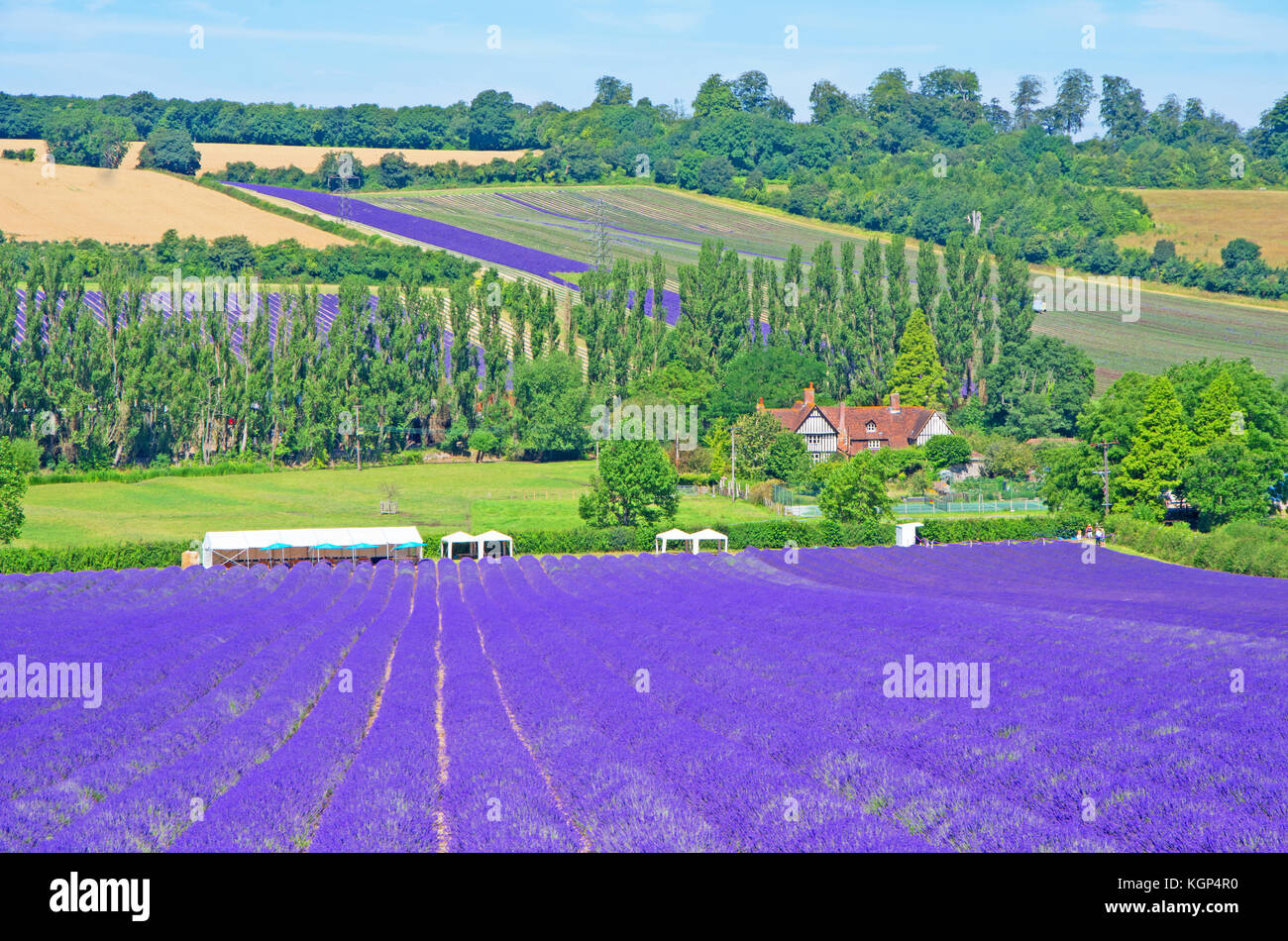 Lavendelfeld, Schloss Hof, darent Tal, in der Nähe der eynsford, Kent, England, Stockfoto