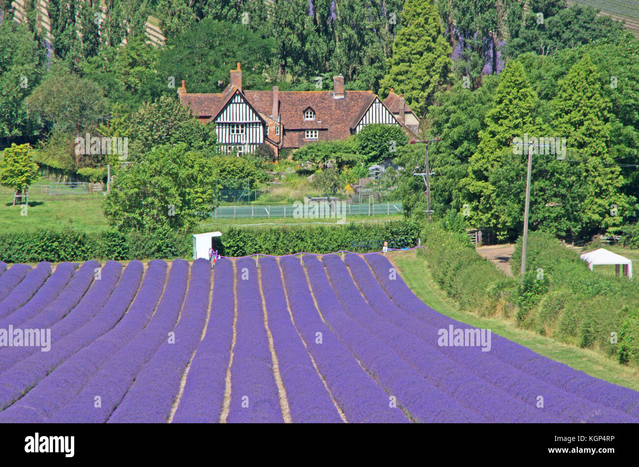 Lavendelfeld, Schloss Hof, darent Tal, in der Nähe der eynsford, Kent, England, Stockfoto