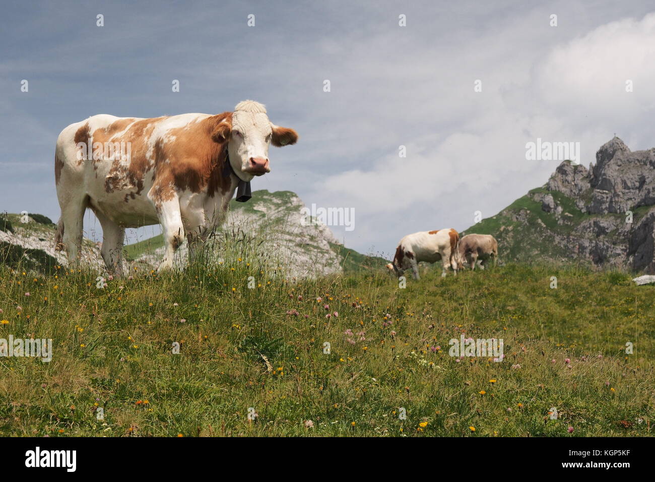 Kuh in Österreich mit einem schönen Berg und Himmel Hintergrund Stockfoto