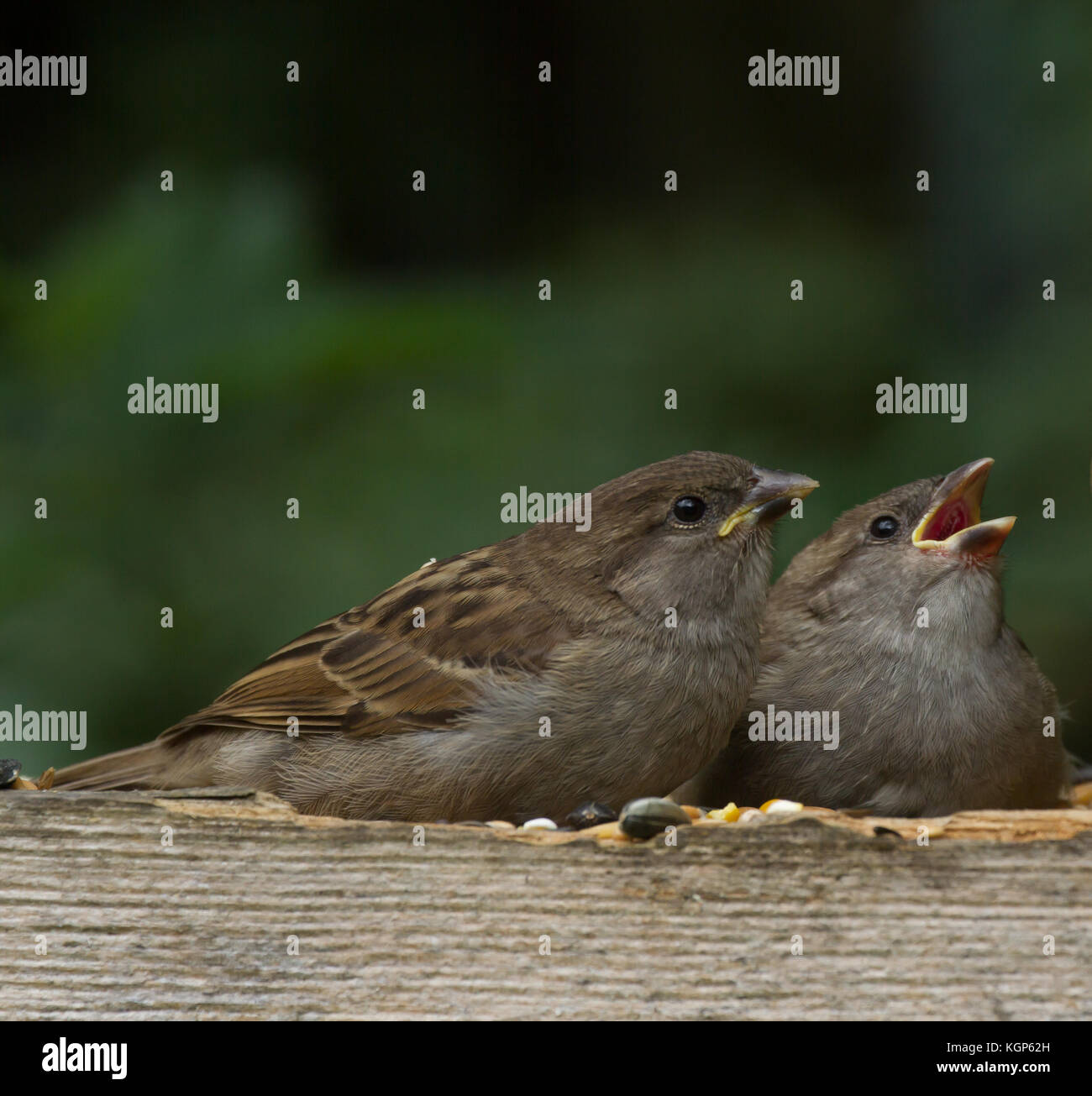 Haussperling. Passer domesticus. Zwei Kinder weg vom Nest, eine klaffende für Lebensmittel. West Midlands. Großbritannien Stockfoto