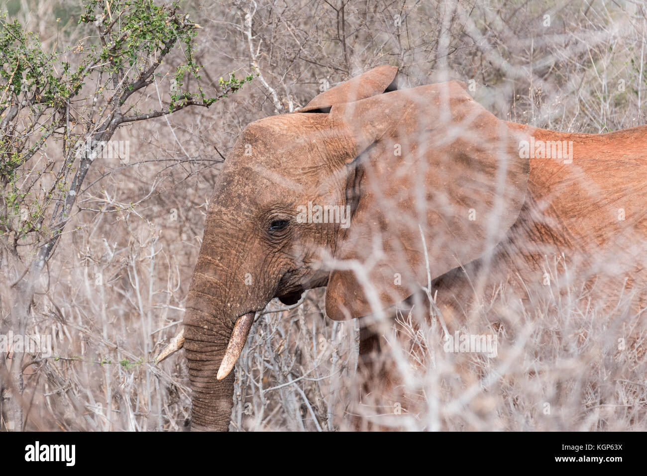 Essen Afrikanischer Elefant (Loxodonta africanus) Stockfoto