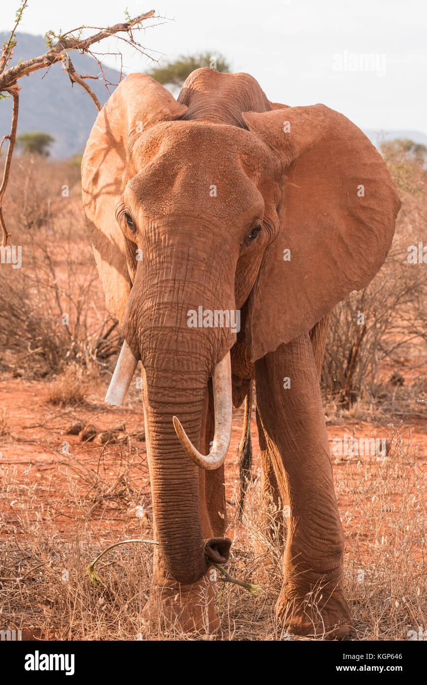 Ein ständiger Afrikanischer Elefant (Loxodonta africanus) Stockfoto