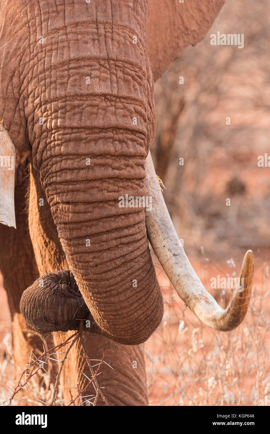 Nahaufnahme von eines Afrikanischen Elefanten und Lumb Stockfoto