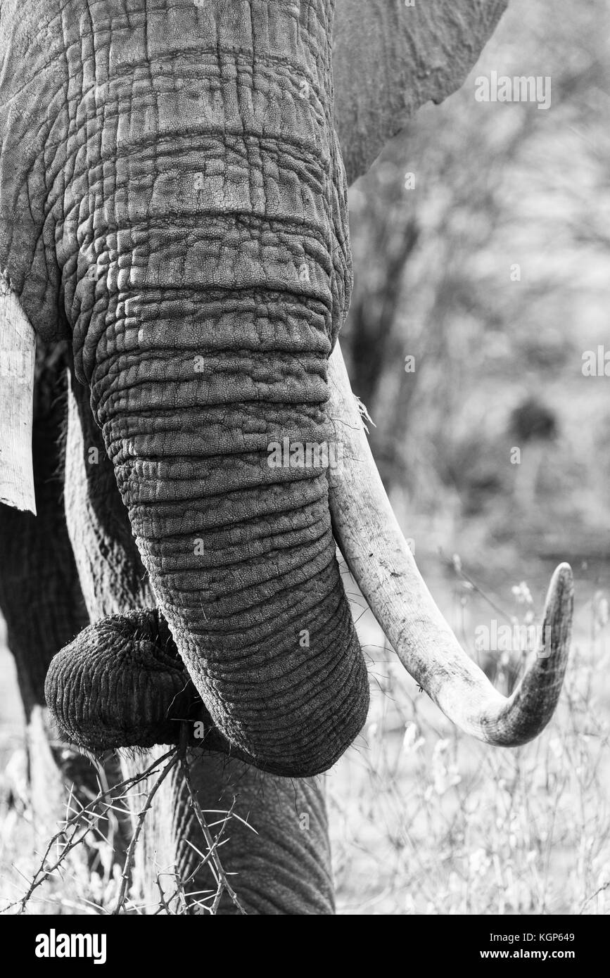 Nahaufnahme von eines Afrikanischen Elefanten und Lumb Stockfoto