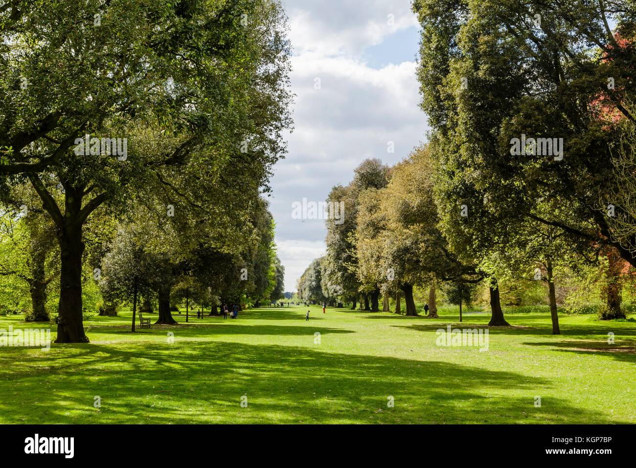 Syon Vista, einer Allee von Bäumen in Kew Botanic Gardens Stockfoto