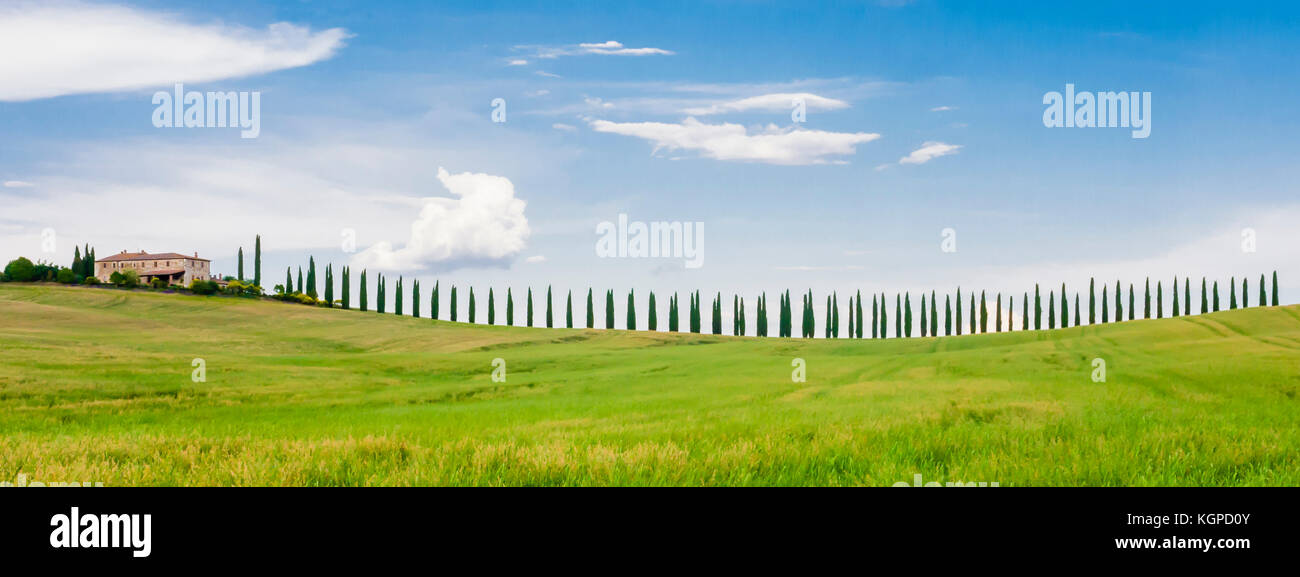 Beeindruckende Reihe von Zypressen in den Hügeln der Toskana Stockfoto