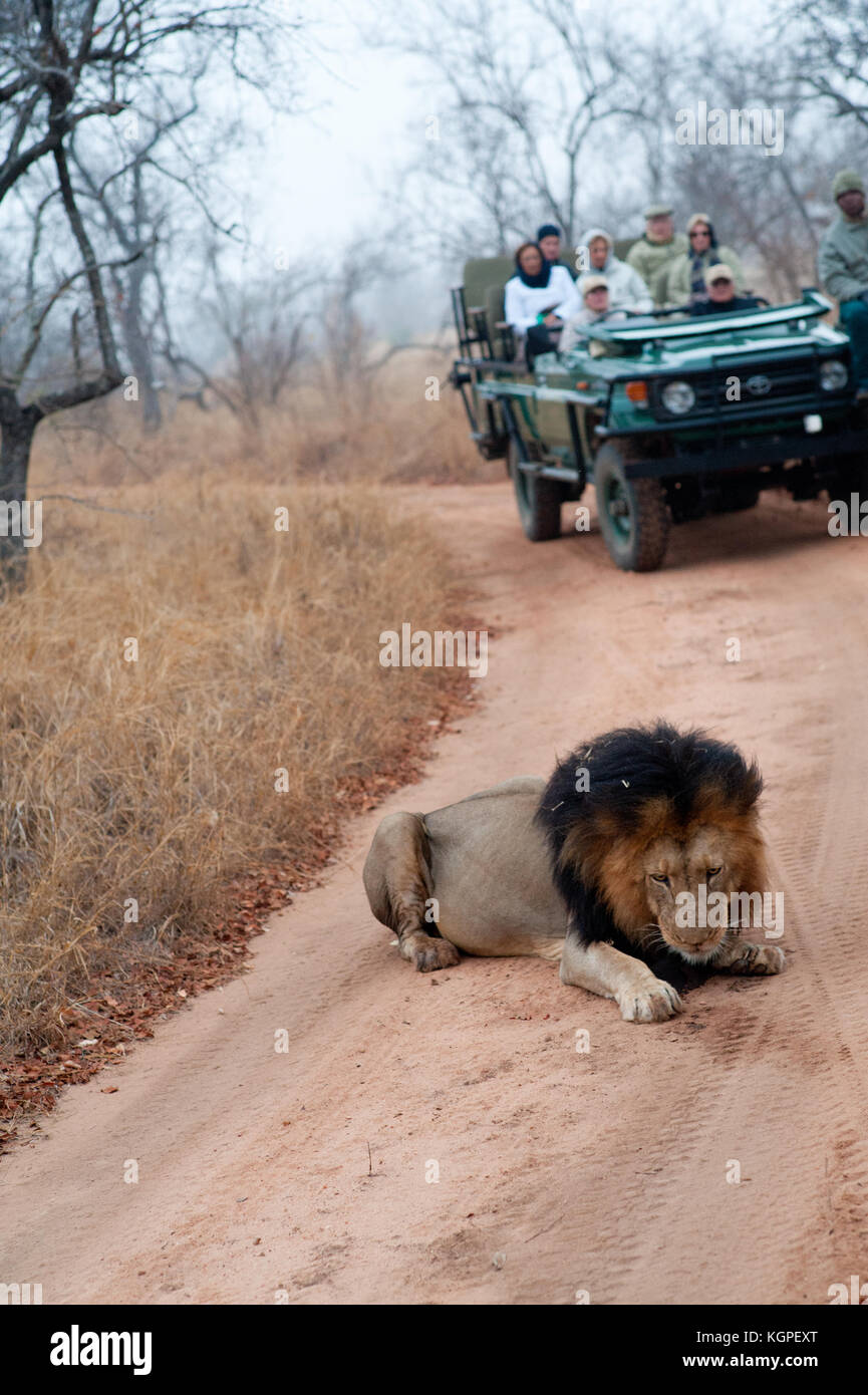 Erwachsenen männlichen Löwen, gefolgt von einem touristischen 4x4 Jeep. Kapama Private Game Reserve in der Nähe des Kruger-Nationalparks. Südafrika Stockfoto