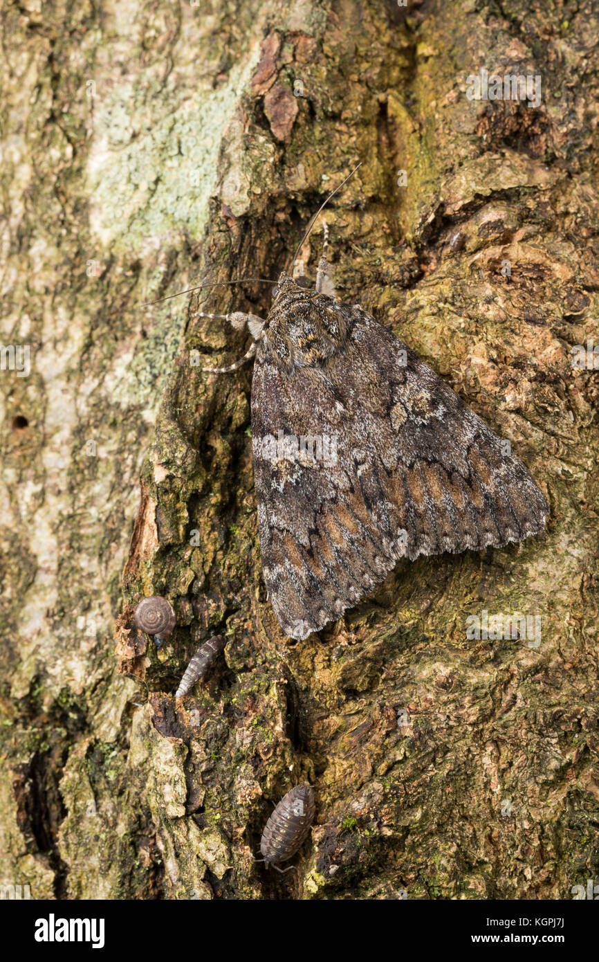 Großes Eichenkarmin, großes Eichenkarmin, großer Eichenkarmin, Catocala sponsa, dunkelkarmesinroter Unterflügel, la fiancée, Eulenfalter, Noctuidae, noctuid m Stockfoto