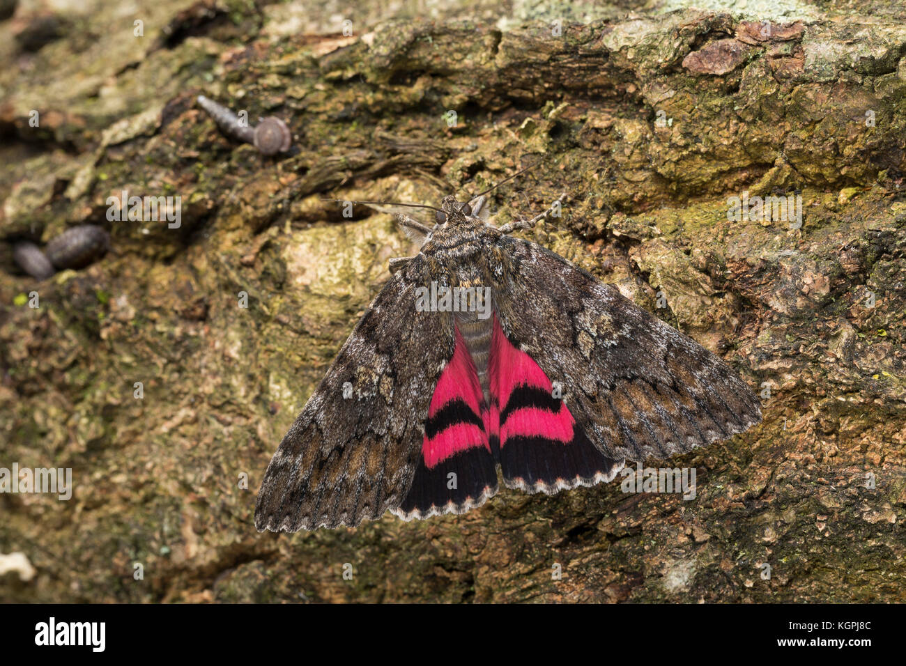 Großes Eichenkarmin, großes Eichenkarmin, großer Eichenkarmin, Catocala sponsa, dunkelkarmesinroter Unterflügel, la fiancée, Eulenfalter, Noctuidae, noctuid m Stockfoto