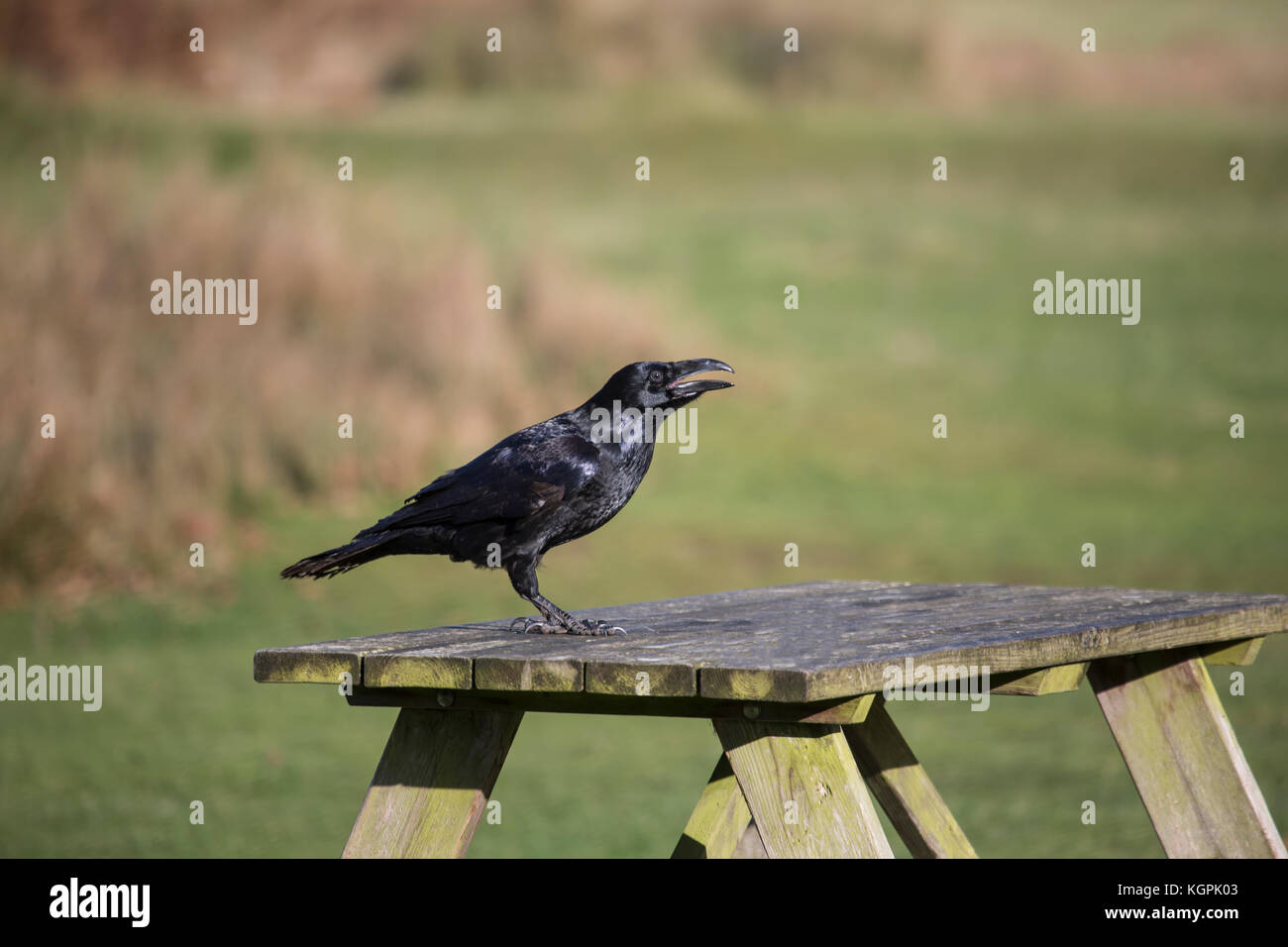 Rabe Corvus Corax auf picknicktisch in Park Stockfoto