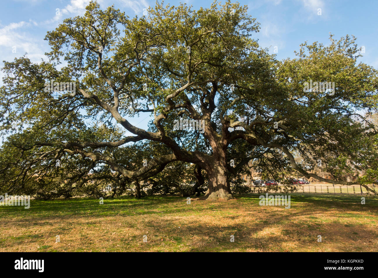 Emanzipation Eiche Baum an der Hampton University Virginia Stockfoto