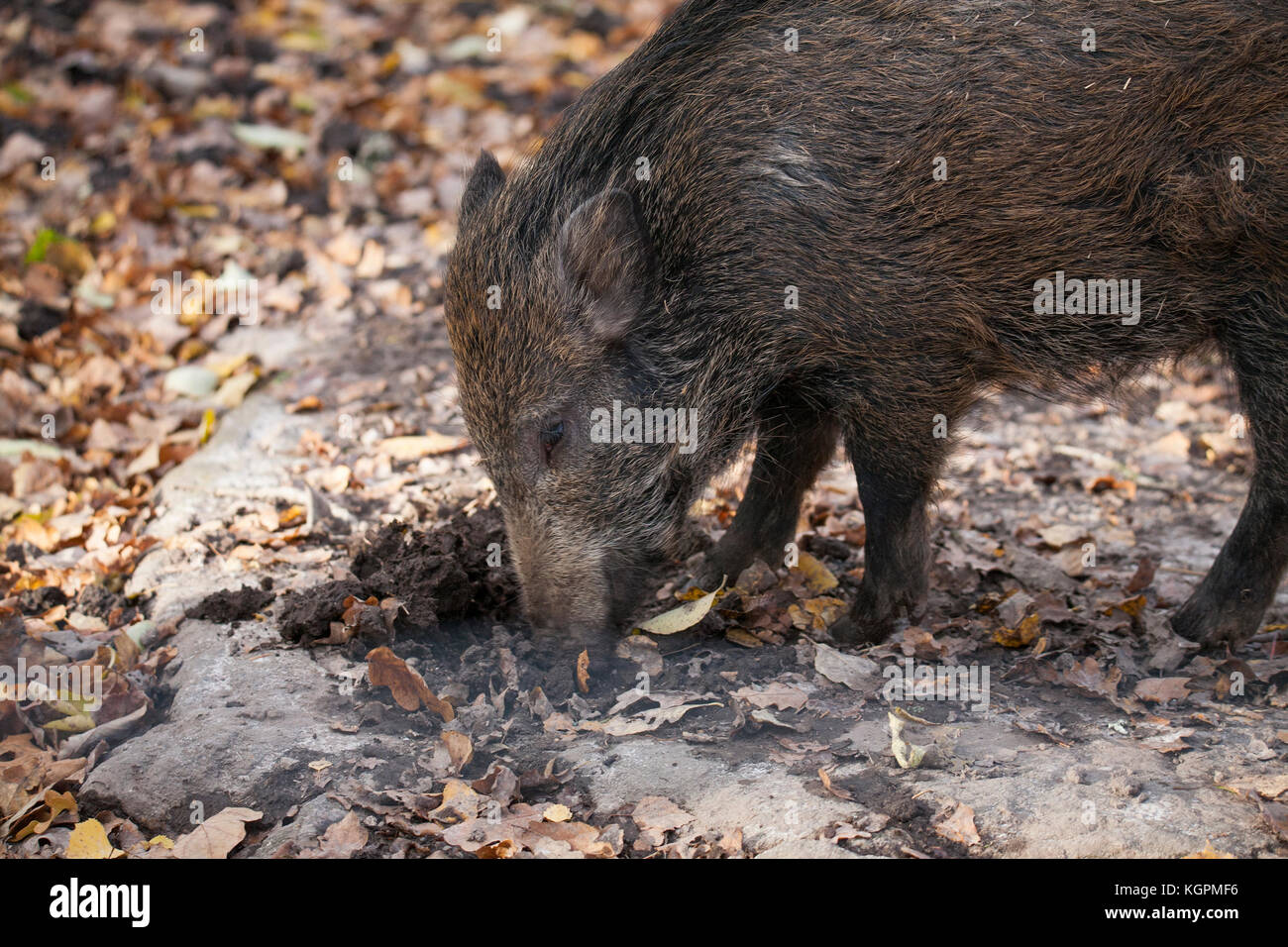 WILDSCHWEIN 2017 Vorfahren der meisten Hausschwein Rasse Stockfoto