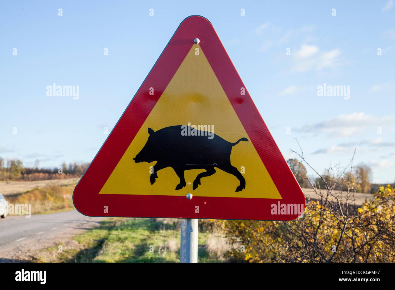WILDSCHWEIN Schild Warnung für Tiere überqueren Straße Stockfoto