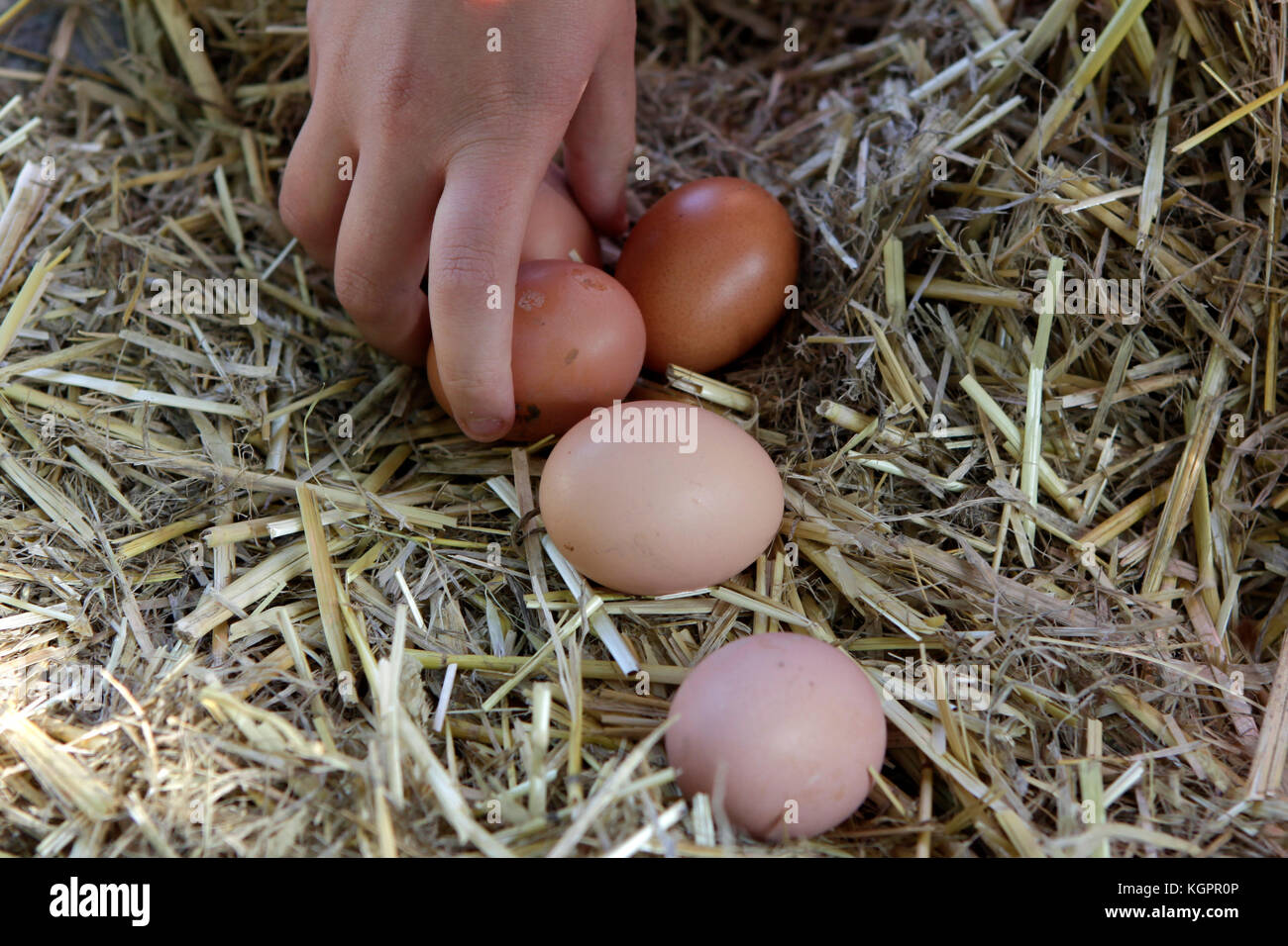 Sammeln frische Ende ecologic Eier. Stockfoto