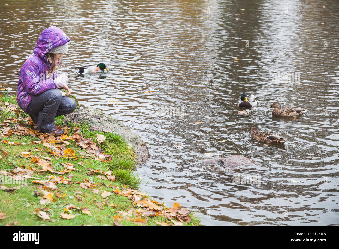 Kleines Mädchen feeds Enten auf einem See Küste im Herbst Park Stockfoto