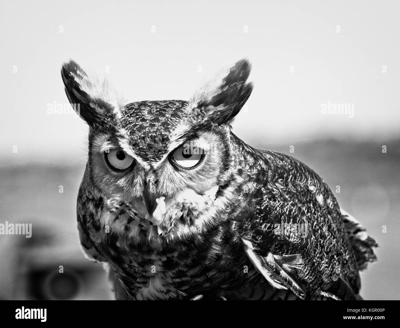 Südosten von TX USA - 1. April 2017 - Great Horned Owl with Food looking the camera in B&W Stockfoto