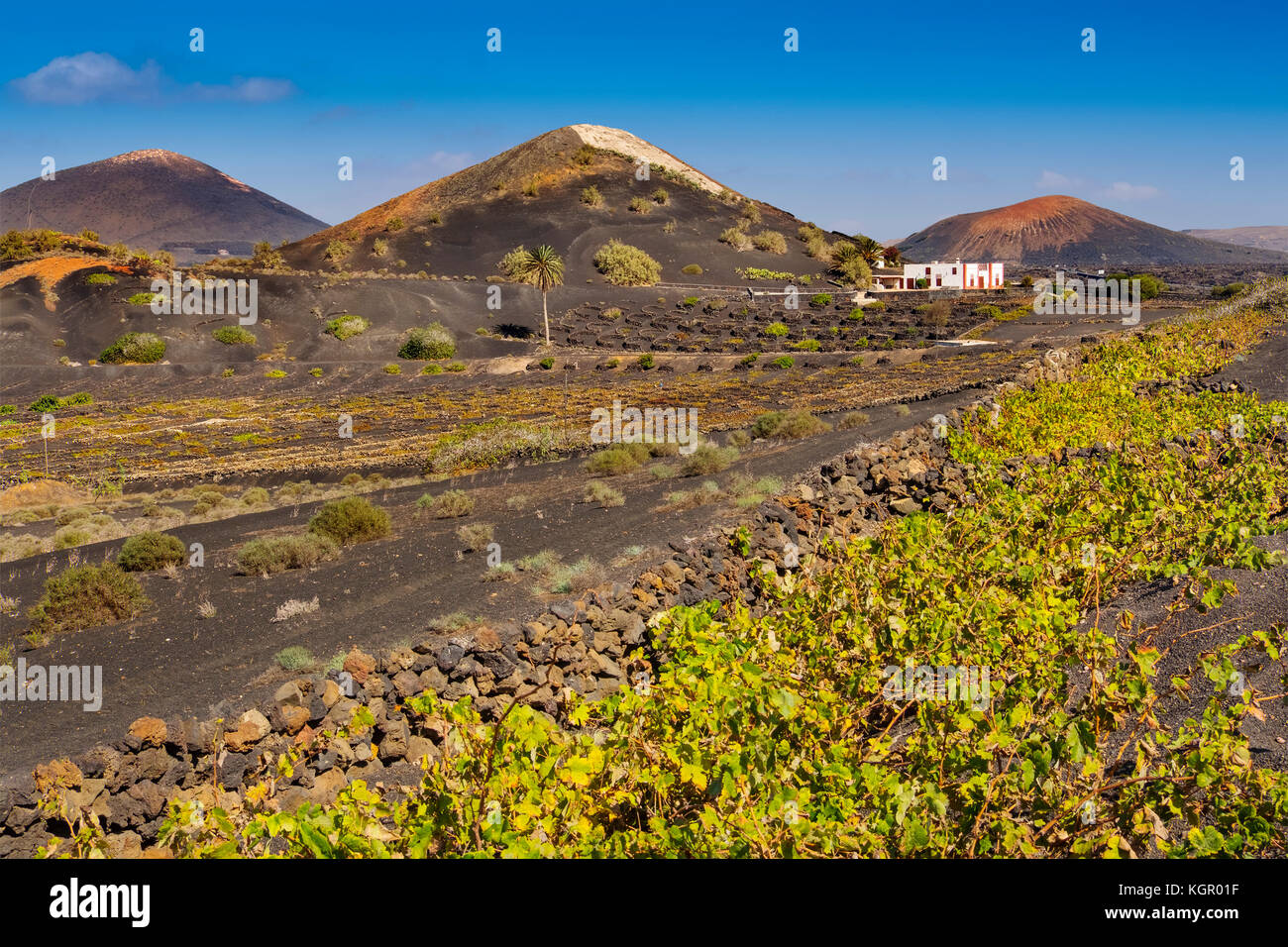 Weinberge, die auf vulkanischer Asche wachsen. Region La Geria. Lanzarote Island. Kanarische Inseln Spanien. Europa Stockfoto