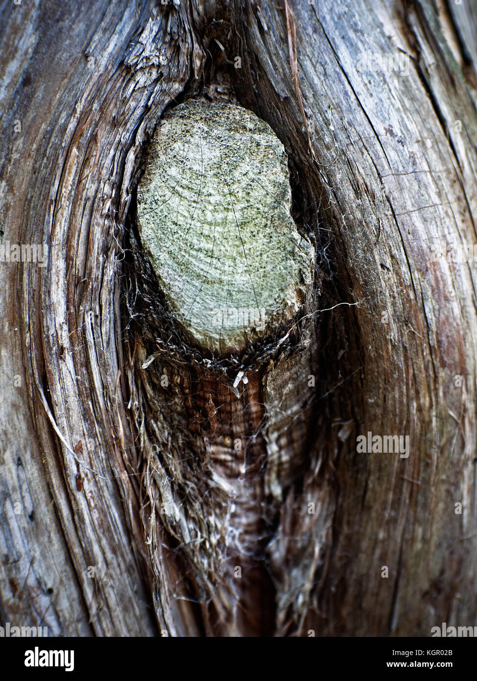 Frühling TX USA - 17. Okt. 2017 - Knoten in einem Baum gefunden in den Wäldern Stockfoto