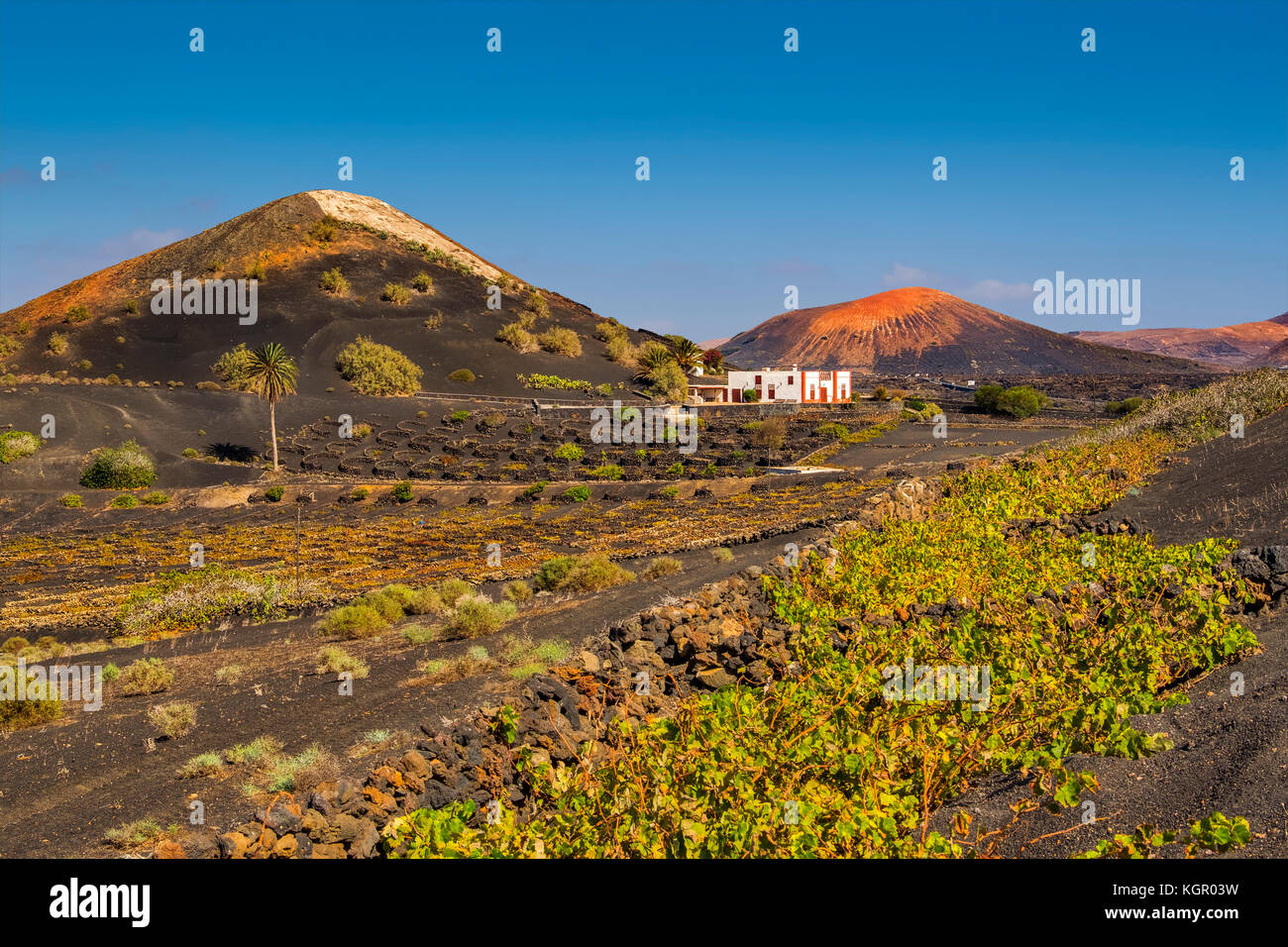Weinberge, die auf vulkanischer Asche wachsen. Region La Geria. Lanzarote Island. Kanarische Inseln Spanien. Europa Stockfoto