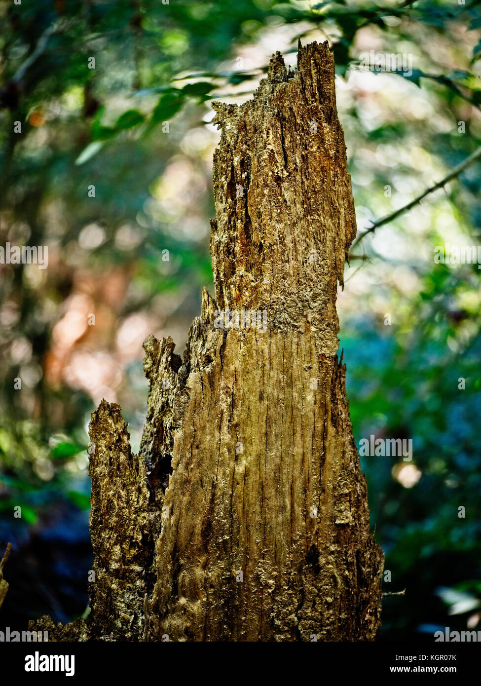Frühling TX USA - 17. Okt. 2017 - Rotten Tree Stump in a Woods im Frühjahr TX Stockfoto