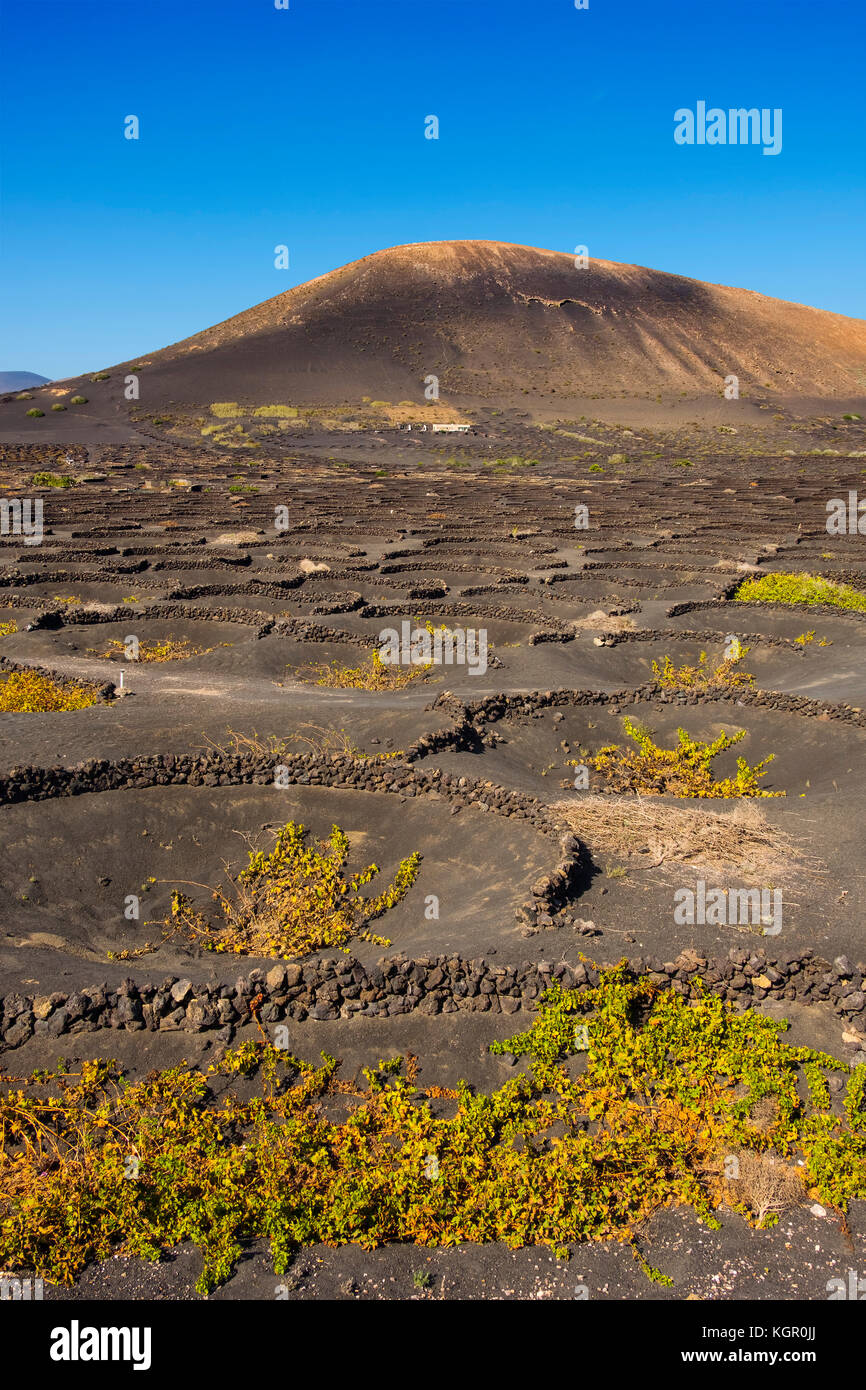 Weinberge, die auf vulkanischer Asche wachsen. Region La Geria. Lanzarote Island. Kanarische Inseln Spanien. Europa Stockfoto