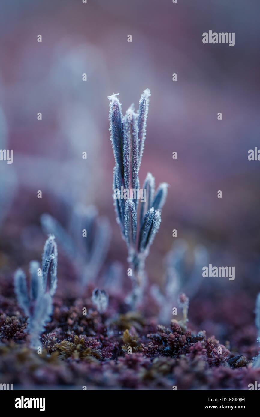 Eine schöne Nahaufnahme von einem Moor Rosmarin mit Eiskristallen. kleine Feuchtgebiet Pflanze an einem kühlen Morgen im Herbst. Gefrorene andromeda Polifolia. geringer Tiefe Stockfoto