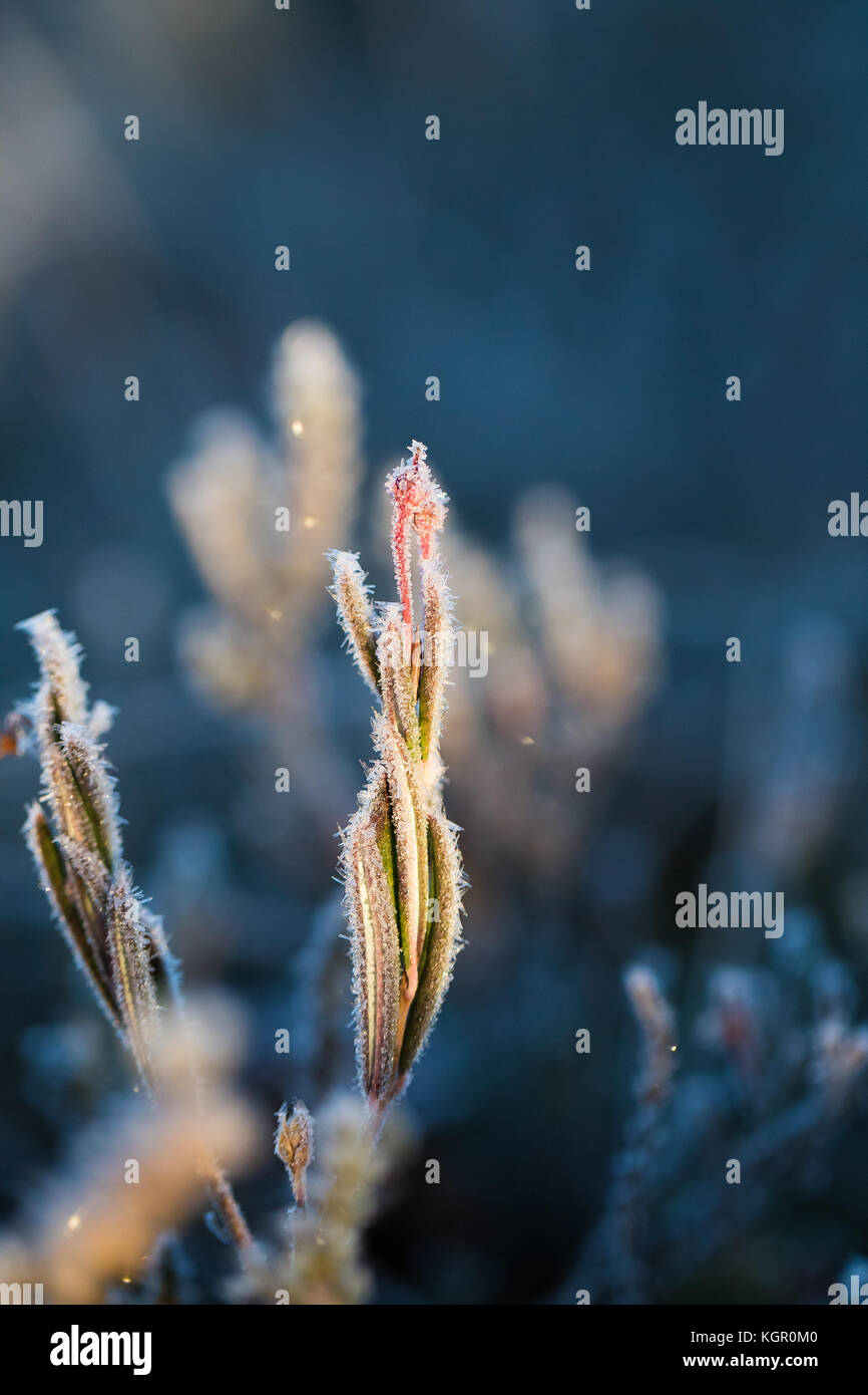 Eine schöne Nahaufnahme von einem Moor Rosmarin mit Eiskristallen. kleine Feuchtgebiet Pflanze an einem kühlen Morgen im Herbst. Gefrorene andromeda Polifolia. geringer Tiefe Stockfoto