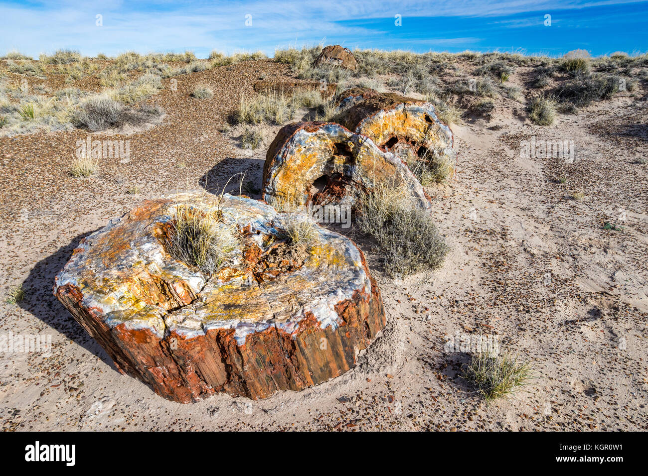 Versteinertes Holz log Segmente in den Böden der Petrified Forest National Park, Arizona, USA ausgesetzt. Stockfoto