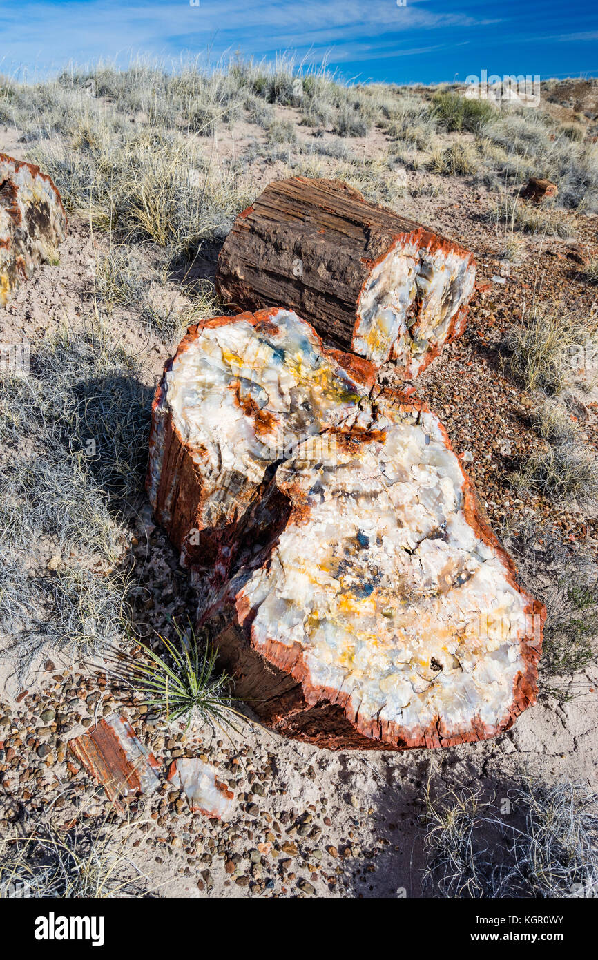 Bunte versteinertes Holz Baum anmelden Segmente in den Böden der Petrified Forest National Park, Arizona, USA ausgesetzt. Stockfoto