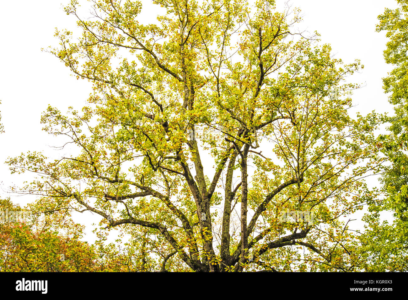 Herbstfarben im Great Smoky Mountain National Park. Stockfoto